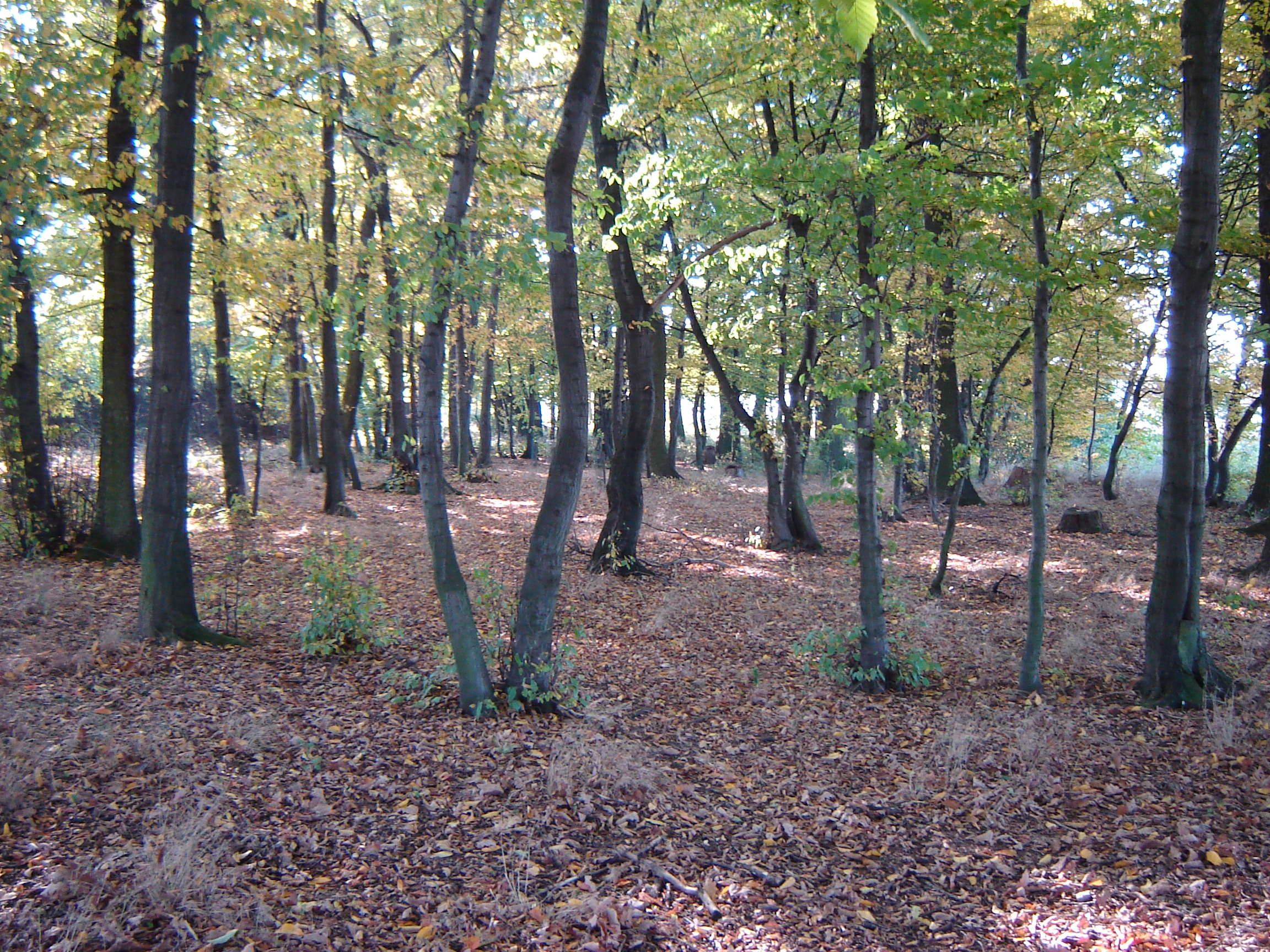 DSC01626.JPG