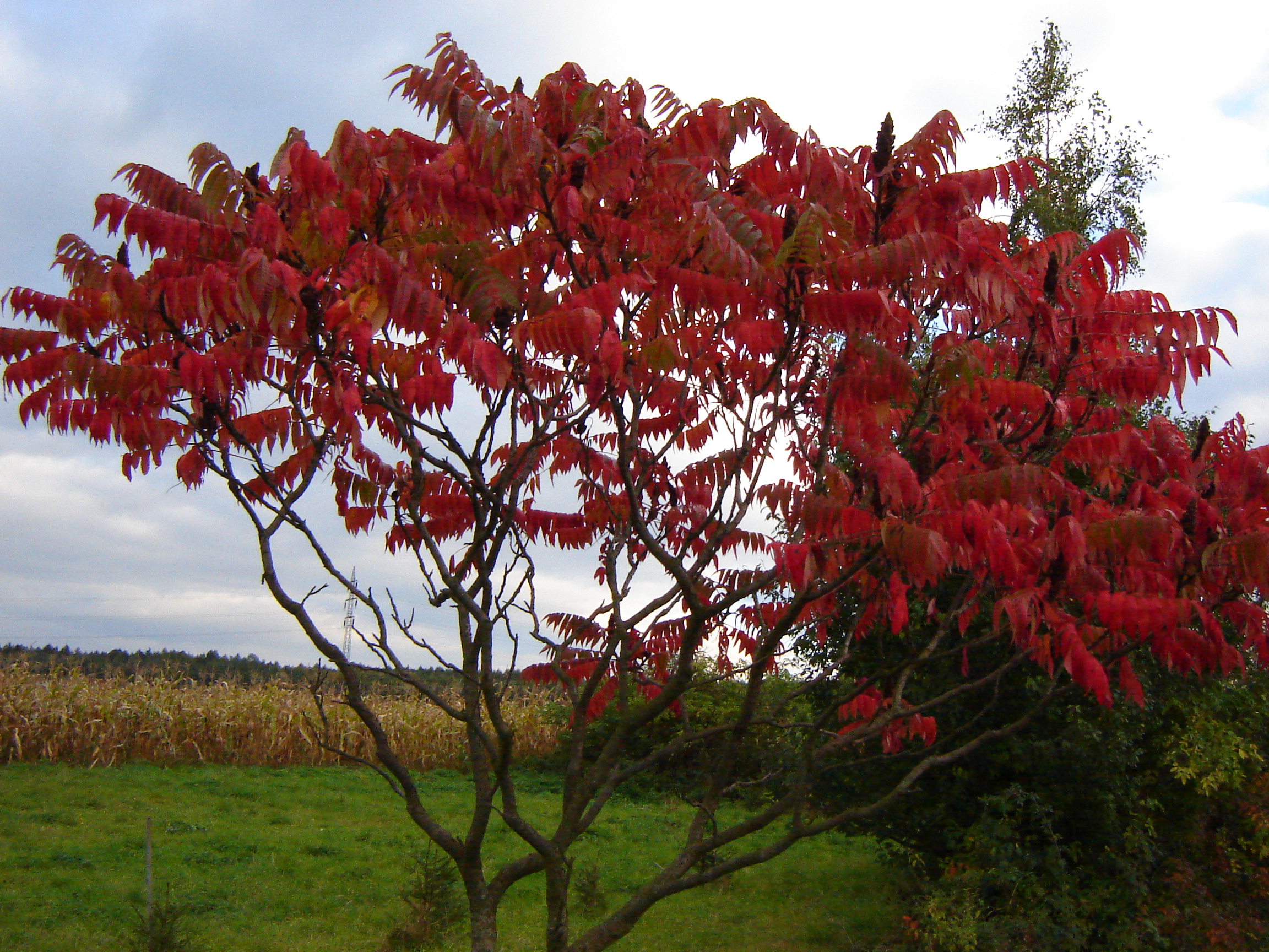 DSC01568.JPG